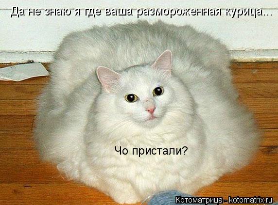 Да не знаю я где ваша размороженная курица... Чо пристали?... Котоматрица: Да не знаю я где ваша размороженная курица... Чо пристали?