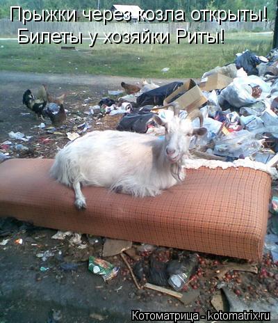 Прыжки через козла открыты! Билеты у хозяйки Риты!... Котоматрица: Прыжки через козла открыты! Билеты у хозяйки Риты!