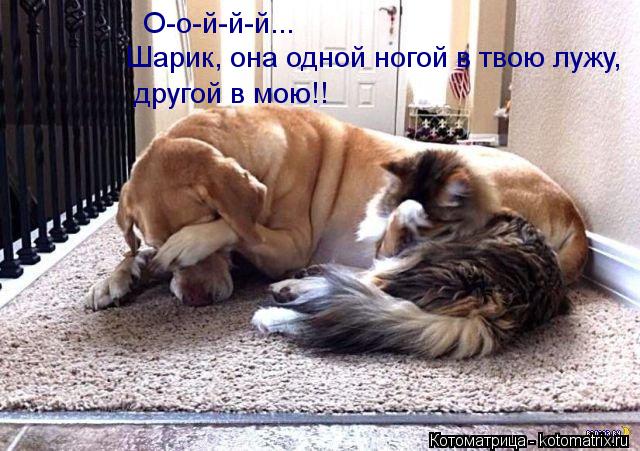 Котоматрица: О-о-й-й-й... Шарик, она одной ногой в твою лужу, другой в мою!!