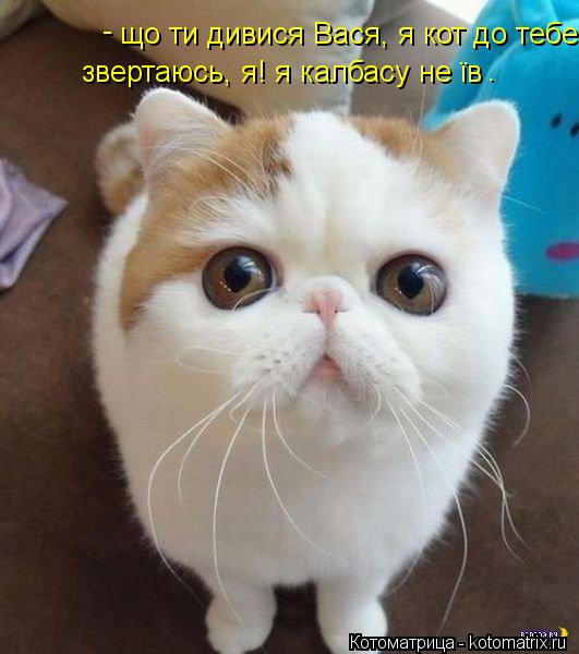 Котоматрица: що ти дивися Вася, я кот до тебе звертаюсь, я! я калбасу не їв  звертаюсь, я! я калбасу не їв - .