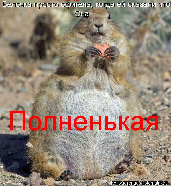 Котоматрица: Белочка просто офигела, когда ей сказали что  Она Она Полненькая