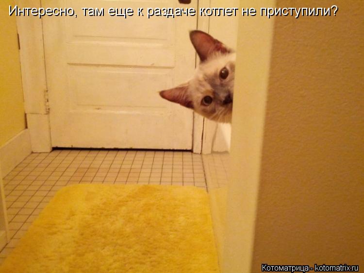 Интересно, там еще к раздаче котлет не приступили?... Котоматрица: Интересно, там еще к раздаче котлет не приступили?