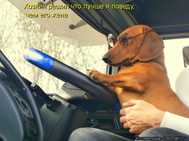 Хозяин решил что лучше я поведу, чем его жена... Котоматрица: Хозяин решил что лучше я поведу, чем его жена
