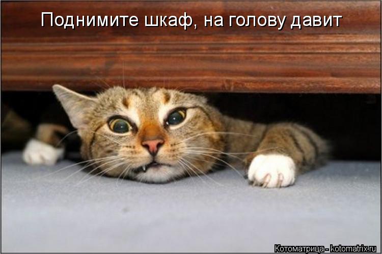 Поднимите шкаф, на голову давит... Котоматрица: Поднимите шкаф, на голову давит