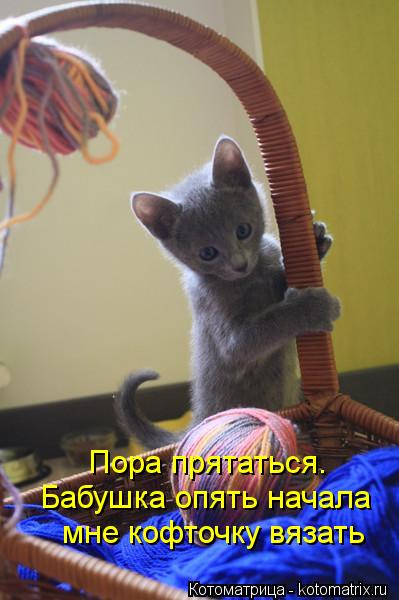 Котоматрица: Пора прятаться. Бабушка опять начала  мне кофточку вязать
