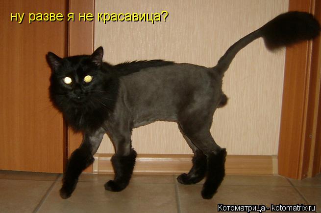 ну разве я не красавица?... Котоматрица: ну разве я не красавица?