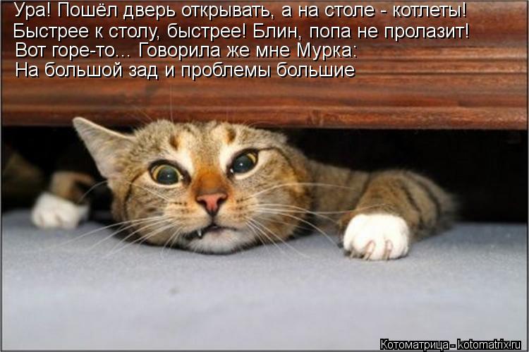 Котоматрица: Ура! Пошёл дверь открывать, а на столе - котлеты! Быстрее к столу, быстрее! Блин, попа не пролазит! Вот горе-то... Говорила же мне Мурка: На больш