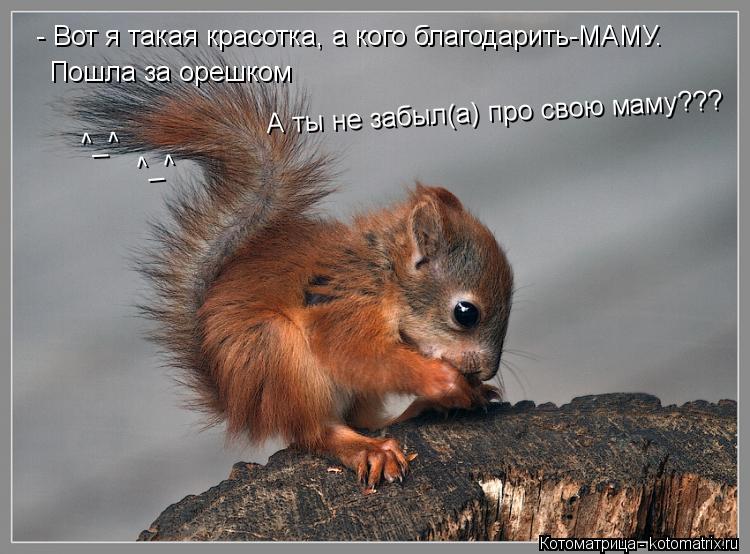 - Вот я такая красотка, а кого благодарить-МАМУ. Пошла за орешком ^_^ ^_^ А ты не забыл(а) про cвою м... Котоматрица: - Вот я такая красотка, а кого благодарить-МАМУ. Пошла за орешком ^_^ ^_^ А ты не забыл(а) про cвою маму???