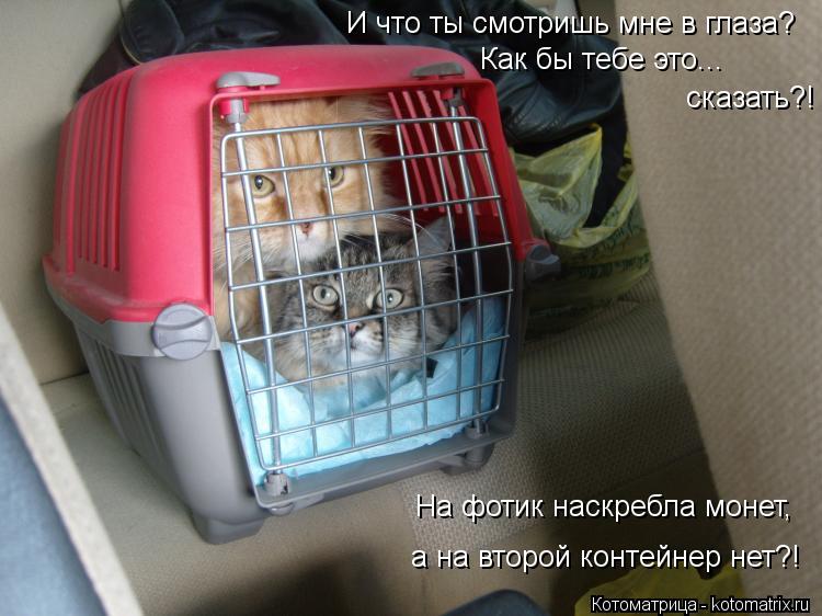 И что ты смотришь мне в глаза? Как бы тебе это... сказать?! На фотик наскребла монет, а на второй ко... Котоматрица: И что ты смотришь мне в глаза? Как бы тебе это... сказать?! На фотик наскребла монет, а на второй контейнер нет?!