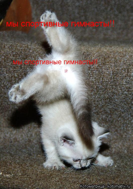 мы спортивные гимнасты!! мы спортивные гимнасты!!... Котоматрица: мы спортивные гимнасты!! мы спортивные гимнасты!!