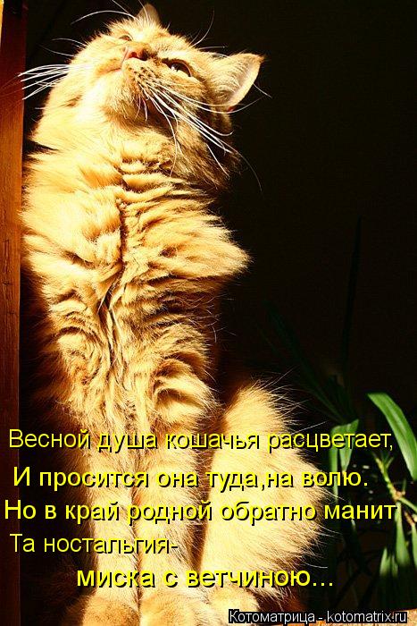 Но в край родной обратно манит Та ностальгия- миска с ветчиною... Весной душа кошачья расцветает, И п... Котоматрица: Но в край родной обратно манит Та ностальгия- миска с ветчиною... Весной душа кошачья расцветает, И просится она туда,на волю.