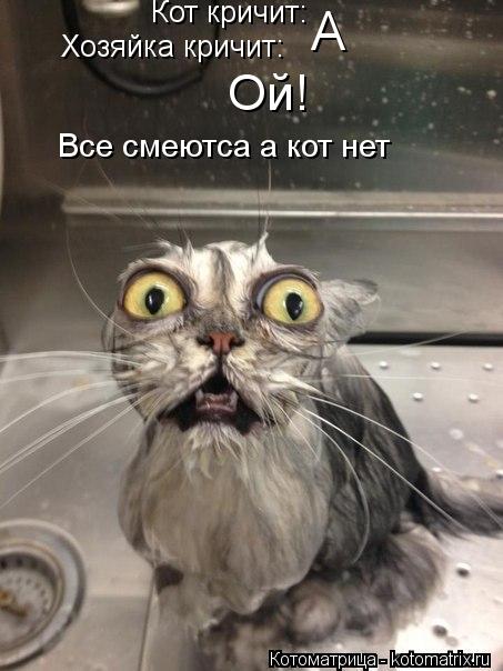 Кот кричит: А Хозяйка кричит: Ой! Все смеютса а кот нет... Котоматрица: Кот кричит: А Хозяйка кричит: Ой! Все смеютса а кот нет