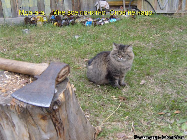 Котоматрица: Мда-а-а... Мне все понятно. Слов не надо.