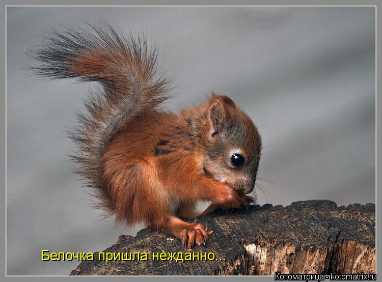 Котоматрица: Белочка пришла нежданно...