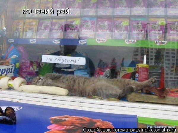 кошачий рай:... Котоматрица: кошачий рай: