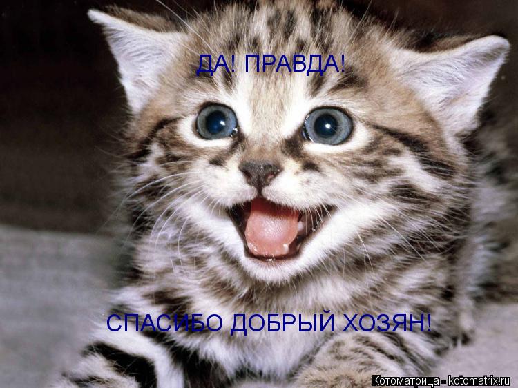 ДА! ПРАВДА! СПАСИБО ДОБРЫЙ ХОЗЯН!... Котоматрица: ДА! ПРАВДА! СПАСИБО ДОБРЫЙ ХОЗЯН!