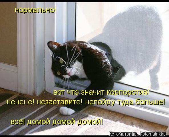нормально! вот что значит корпоротив! ненене! незаставите! непойду туда больше! всё! домой домой домо... Котоматрица: нормально! вот что значит корпоротив! ненене! незаставите! непойду туда больше! всё! домой домой домой!