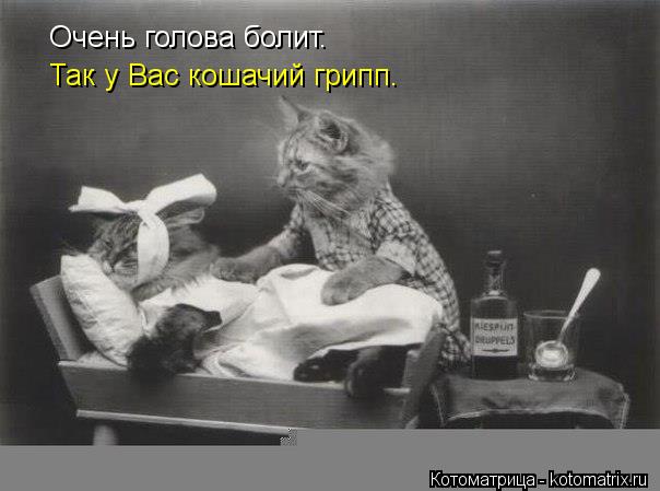 Очень голова болит. Так у Вас кошачий грипп.... Котоматрица: Очень голова болит. Так у Вас кошачий грипп.