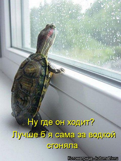 Ну где он ходит? Лучше б я сама за водкой сгоняла... Котоматрица: Ну где он ходит? Лучше б я сама за водкой сгоняла