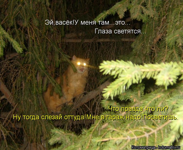 Котоматрица: Эй,васёк!У меня там...это... Глаза светятся... Что правда что ли? Ну тогда слезай оттуда!Мне в гараж надо.Посветишь.