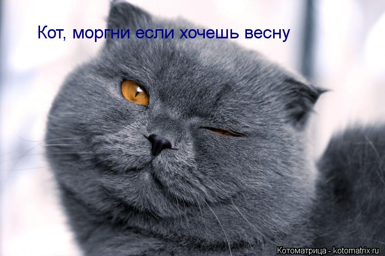 Котоматрица: Кот, моргни если хочешь весну