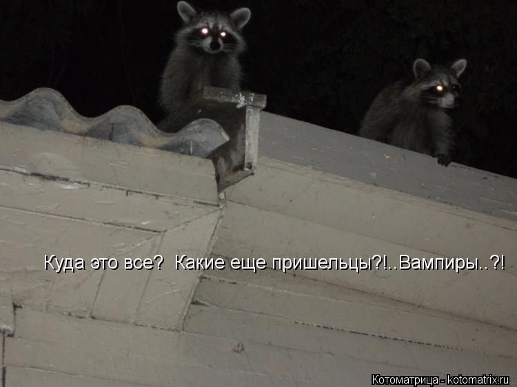 Котоматрица: Куда это все?  Какие еще пришельцы?!..Вампиры..?!