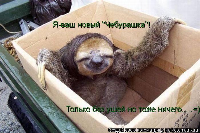 Котоматрица: Я-ваш новый "Чебурашка"! Только без ушей но тоже ничего.....=)
