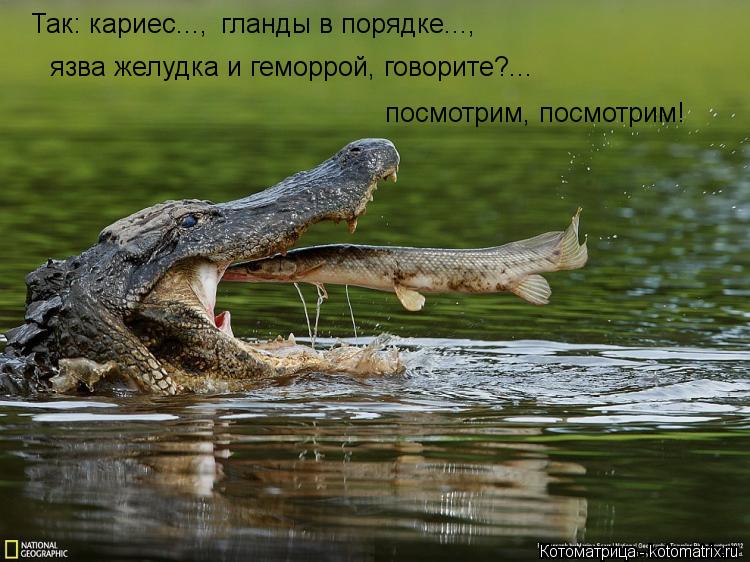 Так: кариес..., гланды в порядке..., язва желудка и геморрой, говорите?... посмотрим, посмотрим!... Котоматрица: Так: кариес..., гланды в порядке..., язва желудка и геморрой, говорите?... посмотрим, посмотрим!