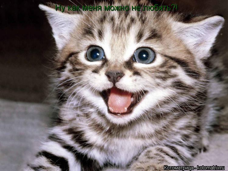 Ну как меня можно не любить?!... Котоматрица: Ну как меня можно не любить?!