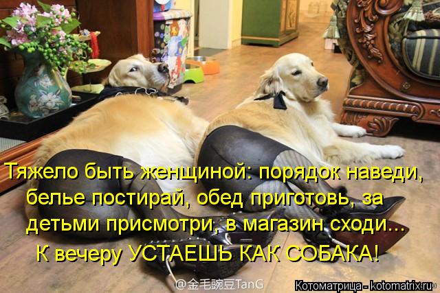 Тяжело быть женщиной: порядок наведи, белье постирай, обед приготовь, за детьми присмотри, в магазин ... Котоматрица: Тяжело быть женщиной: порядок наведи, белье постирай, обед приготовь, за детьми присмотри, в магазин сходи... К вечеру УСТАЕШЬ КАК СОБАКА!