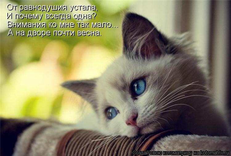 От равнодушия устала, И почему всегда одна? Внимания ко мне так мало... А на дворе почти весна.... Котоматрица: От равнодушия устала, И почему всегда одна? Внимания ко мне так мало... А на дворе почти весна.
