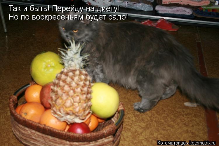 Котоматрица: Так и быть! Перейду на диету! Но по воскресеньям сало, сало и только сало! Так и быть! Перейду на диету! Но по воскресеньям будет сало!