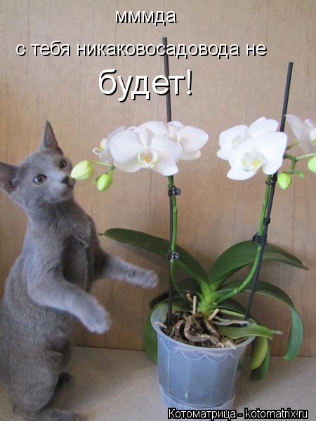 Котоматрица: мммда с тебя никаковосадовода не будет!