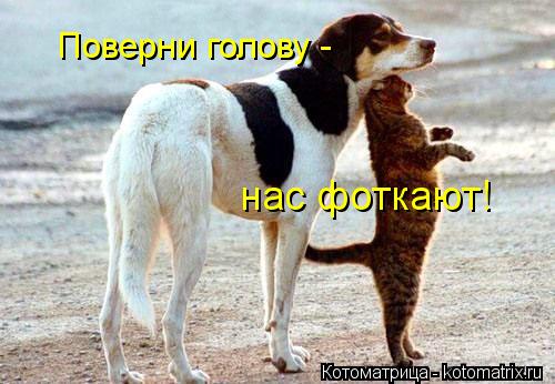 Котоматрица: Поверни голову - нас фоткают!