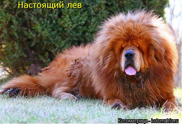 Котоматрица: Настоящий лев