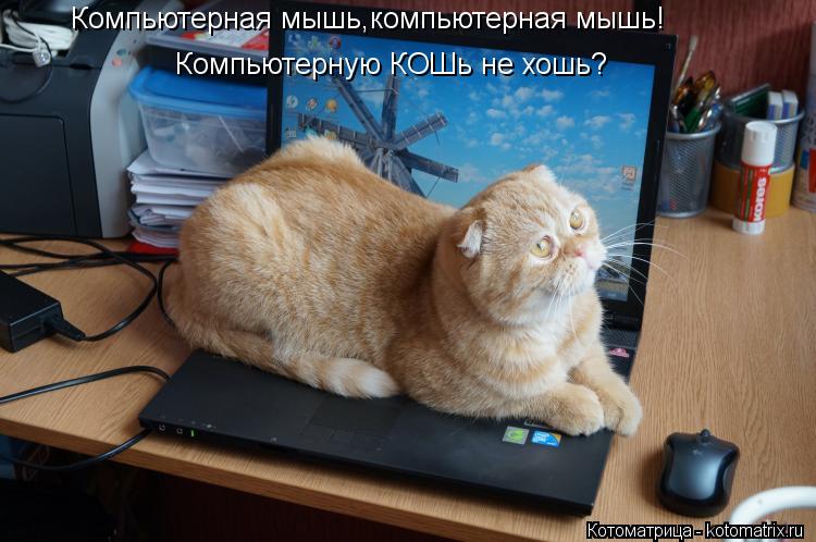 Компьютерная мышь,компьютерная мышь! Компьютерную КОШь не хошь?... Котоматрица: Компьютерная мышь,компьютерная мышь! Компьютерную КОШь не хошь?