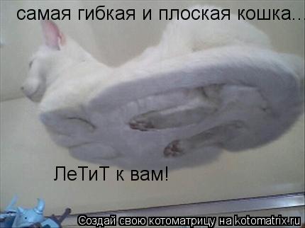 Котоматрица: самая гибкая и плоская кошка... ЛеТиТ к вам!