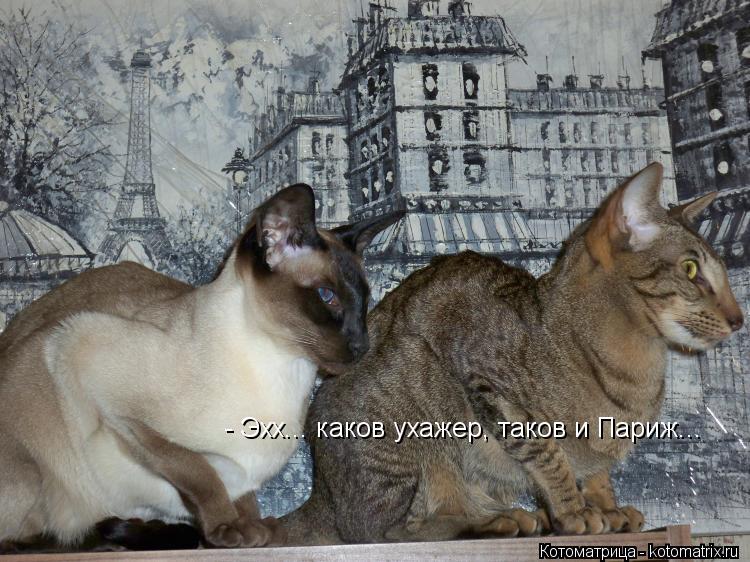 Котоматрица: - Эхх... каков ухажер, таков и Париж...