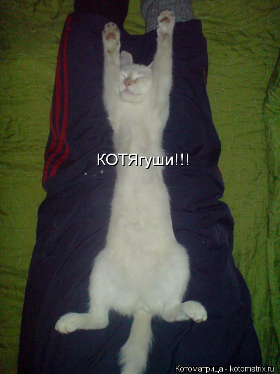 КОТЯгуши!!!... Котоматрица: КОТЯгуши!!!