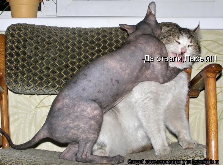 -Да отвали,Лысый!!!... Котоматрица: -Да отвали,Лысый!!!
