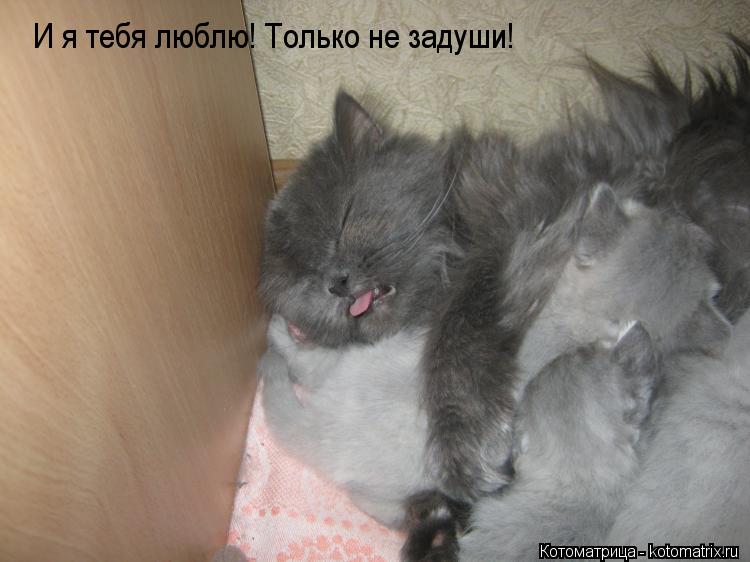 Котоматрица: И я тебя люблю! Только не задуши!