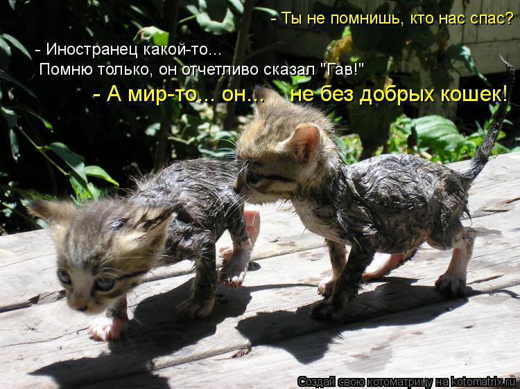 - Ты не помнишь, кто нас спас? - А мир-то... он... не без добрых кошек! - Иностранец какой-то... П... Котоматрица: - Ты не помнишь, кто нас спас? - А мир-то... он... не без добрых кошек! - Иностранец какой-то... Помню только, он отчетливо сказал "Гав!"