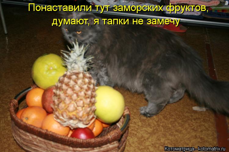 Котоматрица: Понаставили тут заморских фруктов, думают, я тапки не замечу