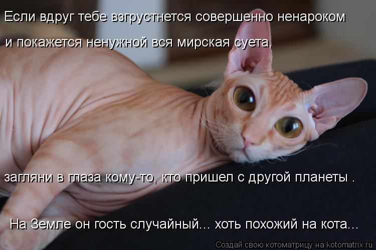 Если вдруг тебе взгрустнется совершенно ненароком и покажется ненужной вся мирская суета, На Земле о... Котоматрица: Если вдруг тебе взгрустнется совершенно ненароком и покажется ненужной вся мирская суета, На Земле он гость случайный... хоть похожий на ко