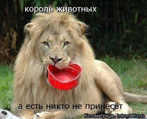 Котоматрица: король животных  а есть никто не принесёт