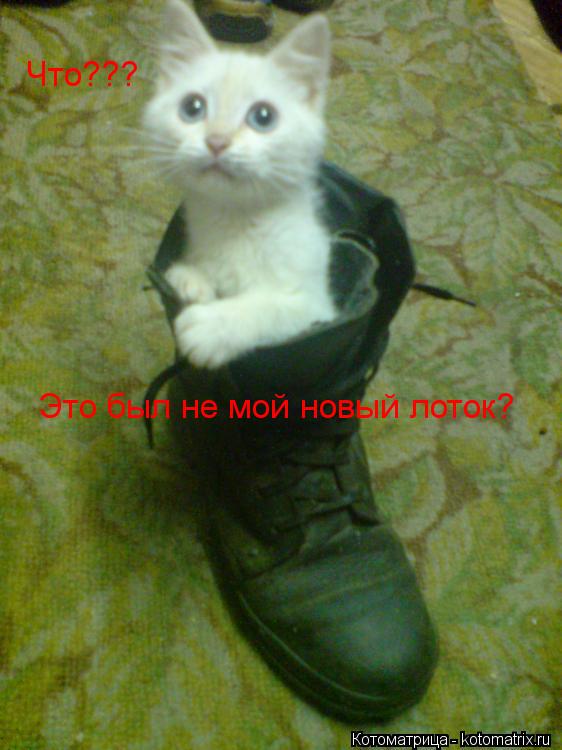 Это был не мой новый лоток? Что???... Котоматрица: Это был не мой новый лоток? Что???
