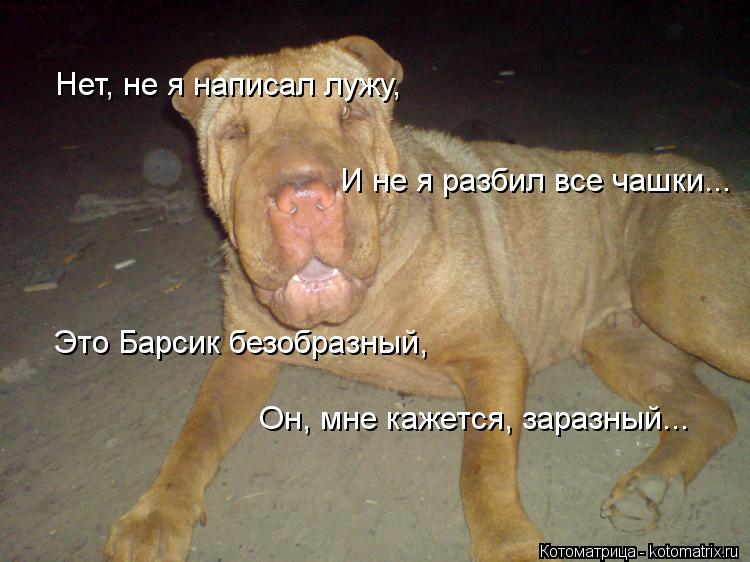 Нет, не я написал лужу, И не я разбил все чашки... Это Барсик безобразный, Он, мне кажется, заразный.... Котоматрица: Нет, не я написал лужу, И не я разбил все чашки... Это Барсик безобразный, Он, мне кажется, заразный...