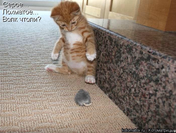 Серое... Лохматое... Волк чтоли?... Котоматрица: Серое... Лохматое... Волк чтоли?