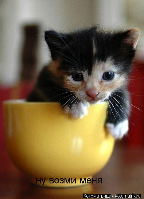 Котоматрица: ну возми меня