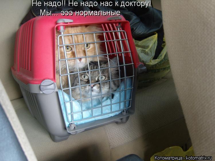 Не надо!! Не надо нас к доктору! Мы... эээ нормальные... Котоматрица: Не надо!! Не надо нас к доктору! Мы... эээ нормальные